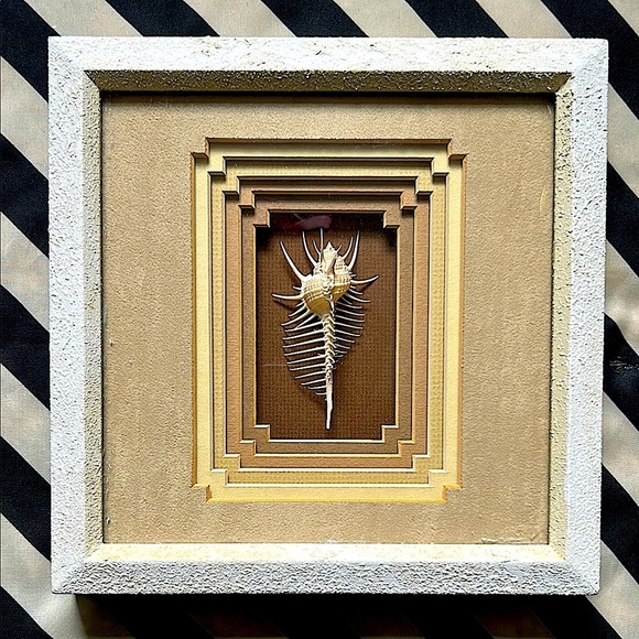 Rare Venus Murex Shell in Tiered Shadow Box Frame - Real This is Not a Picture - Picture 8 of 10